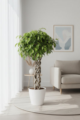 Ficus Be Exotica Gevlochten Stam Pot size 30 Cm Height 130 Weeping fig ...