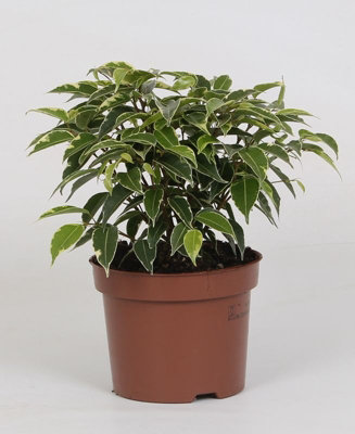 Ficus Be Kinky, 12cm Pot Size, 30cm Tall, Fiddleleaf Fig, Indoor Houseplant