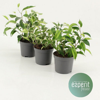 Ficus Be Mixed, 508cm Pot Size, 20cm Tall, Fiddleleaf fig, Indoor ...