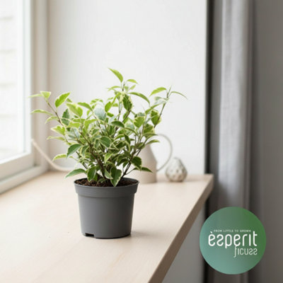 Ficus Be Mixed Pot size 8.5 Cm Height 20 Weeping fig Indoor Houseplant