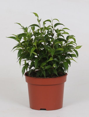 Ficus Be Natasja, 12cm Pot Size, 25cm Tall, Fiddleleaf fig, Indoor ...
