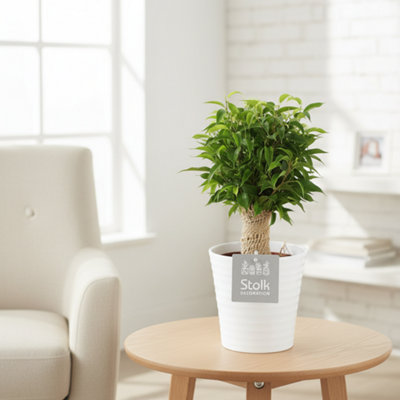 Ficus Be Natasja Ceramic Liv Pot size 13 Cm Height 35 Weeping fig ...