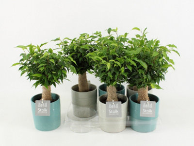 Ficus Be Natasja Ceramic Tess, 13cm Pot Size, 35cm Tall, Natasja fig ...