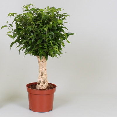 Ficus Be Natasja Jutte, 12cm Pot Size, 35cm Tall, Fig, Indoor Houseplant