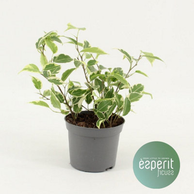 Ficus Be Petite Samantha, 508cm Pot Size, 20cm Tall, Fig, Indoor Houseplant
