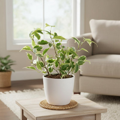 Ficus Be Petite Samantha Pot size 8.5 Cm Height 20 Weeping fig Indoor ...