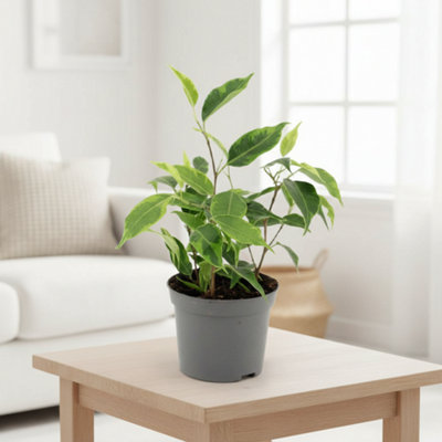 Ficus Be Regidan Pot size 8.5 Cm Height 20 Weeping fig Indoor Houseplant