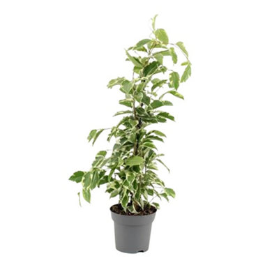 Ficus Be Samantha, 14cm Pot Size, 55cm Tall, Fiddle-leaf fig, Indoor ...