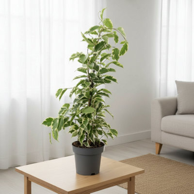 Ficus Be Samantha Pot size 14 Cm Height 55 Weeping fig Indoor Houseplant
