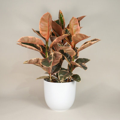 Ficus Belize - Variegated Rubber Indoor Plant