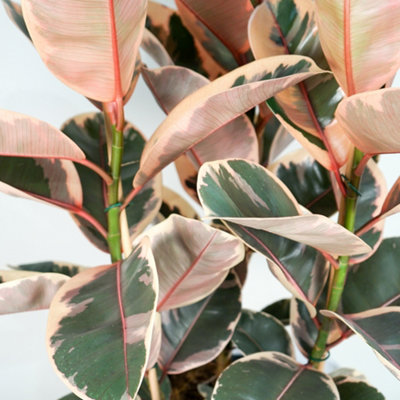 Ficus Belize - Variegated Rubber Indoor Plant