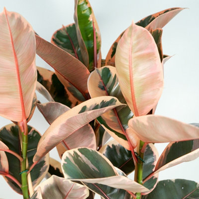 Ficus Belize - Variegated Rubber Indoor Plant