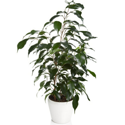 Ficus Benjamina Danielle - Evergreen Houseplant in 12cm Pot, Weeping Fig for Home Office (30-40cm Height Including Pot)