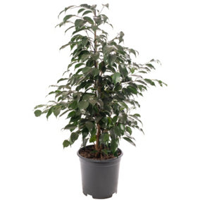 Ficus Benjamina Danielle - Indoor House Plant for Home Office, Kitchen, Living Room - Potted Houseplant (100-120cm)