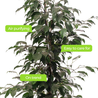 Ficus Benjamina Danielle - Indoor House Plant for Home Office, Kitchen, Living Room - Potted Houseplant (100-120cm)