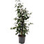 Ficus Benjamina Danielle - Indoor House Plant for Home Office, Kitchen, Living Room - Potted Houseplant (120-140cm)