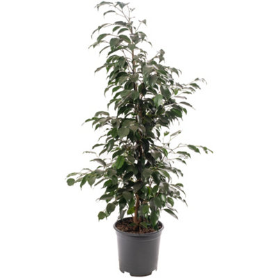 Ficus Benjamina Danielle - Indoor House Plant for Home Office, Kitchen ...