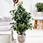 Ficus Benjamina Danielle - Indoor House Plant for Home Office, Kitchen, Living Room - Potted Houseplant (120-140cm)