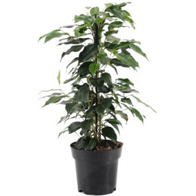 Ficus Benjamina Danielle - Indoor House Plant for Home Office, Kitchen, Living Room - Potted Houseplant (30-40cm)