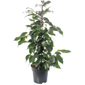 Ficus Benjamina Danielle - Indoor House Plant for Home Office, Kitchen, Living Room - Potted Houseplant (50-60cm)