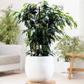 Ficus Benjamina Danielle Weeping Fig - Indoor Houseplant, Ideal for Home Office (30-40cm Height Including Pot)