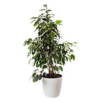 Ficus Benjamina Exotica with Pot - House Plants for Homes & Offices Including White Plant Pot
