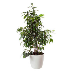 Ficus Benjamina Exotica with Pot - House Plants for Homes & Offices Including White Plant Pot