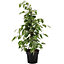 Ficus Benjamina 'Golden King': Elegant Variegated Indoor Plant, Easy Maintenance (30-40cm)