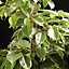Ficus Benjamina 'Golden King': Elegant Variegated Indoor Plant, Easy Maintenance (30-40cm)