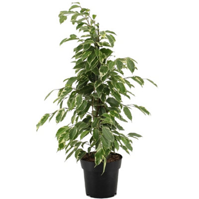 Ficus Benjamina 'Golden King' Indoor Plant: Elegant Variegated Foliage, Low Maintenance (30-40cm)
