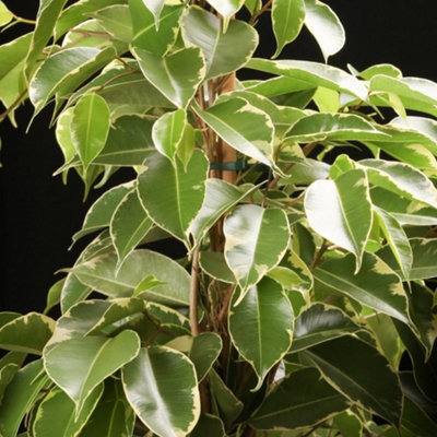 Ficus Benjamina 'Golden King' Indoor Plant: Elegant Variegated Foliage, Low Maintenance (30-40cm)
