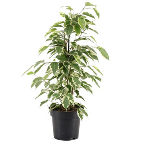 Ficus benjamina Starlight - Indoor House Plant for Home Office, Kitchen, Living Room - Potted Houseplant (30-40cm)