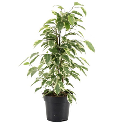 Ficus benjamina Starlight - Weeping Fig Houseplant for Indoors, Home, Office, Kitchen in 12cm Pot (30-40cm Height Including Pot)
