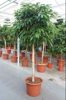 Ficus Bi Amstel King Stam, 55cm Pot Size, 240cm Tall, Ficus, Indoor ...