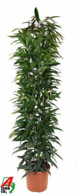 Ficus  Bin Alii King, 32cm Pot Size, 180cm Tall, Alii, Indoor Houseplant