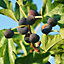 Ficus 'Brown Turkey' - Dwarf Fig Tree with Sweet Fruits, Compact Size, Ideal for Containers (20-30cm)