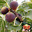 Ficus 'Brown Turkey' - Dwarf Fig Tree with Sweet Fruits, Compact Size, Ideal for Containers (20-30cm)