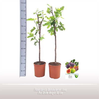 Ficus Carica Bornholm Stam, 19cm Pot Size, 90cm Tall, Common Fig ...
