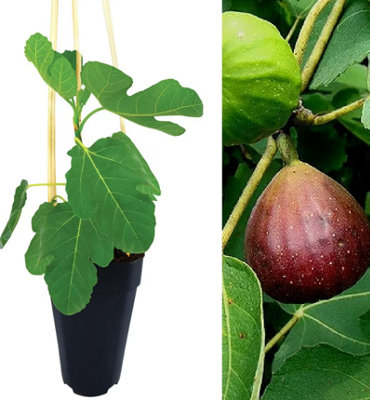Ficus Carica Brown Turkey - Fig Tree in a 2Litre Pot Ready to Plant - 4