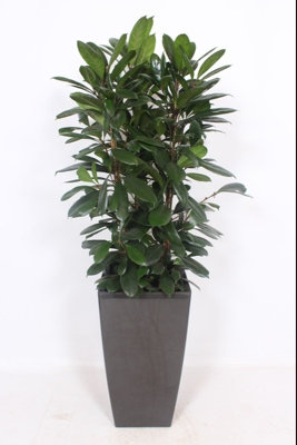 Ficus Cyathistipula Kunstof Pi, 40cm Pot Size, 180cm Tall, African fig, Indoor Houseplant