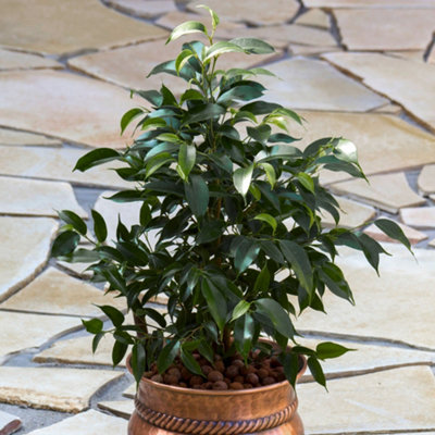 Ficus Danielle House Plant - Indoor Weeping Fig in 12cm Pot, Ideal for Home, Office, Kitchen (30-40cm Height Including Pot)