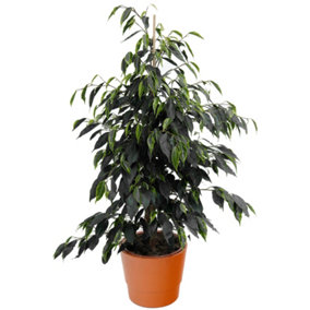 Ficus Danielle - Weeping Fig Houseplant, Ideal Indoor Plant for Office, Kitchen (30-40cm Height Including Pot)