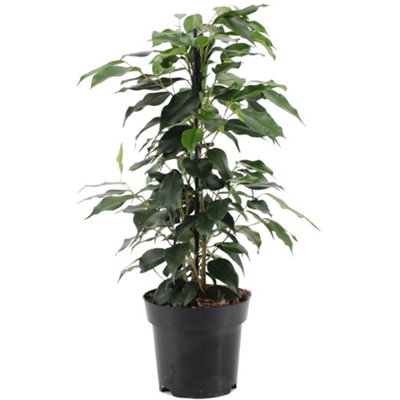 Ficus Danielle - Weeping Fig Houseplant, Ideal Indoor Plant for Office, Kitchen (30-40cm Height Including Pot)