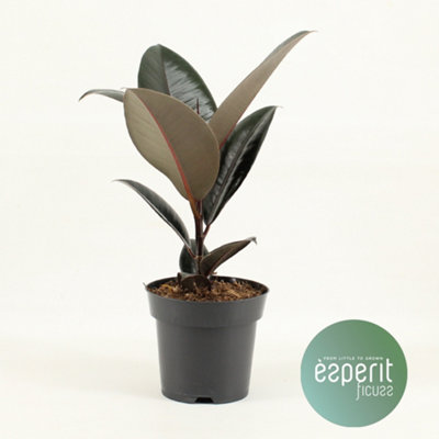 Ficus El Abidjan, 14cm Pot Size, 45cm Tall, Fiddle-leaf fig, Indoor Houseplant