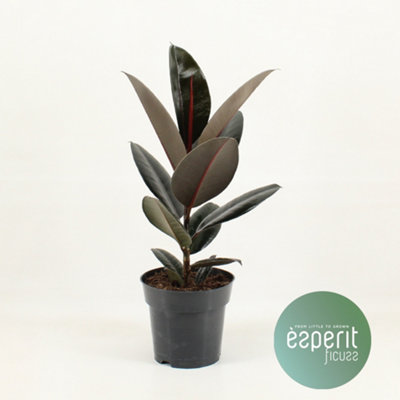 Ficus El Abidjan, 17cm Pot Size, 55cm Tall, Rubberfig, Indoor Houseplant