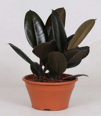 Ficus El Abidjan, 23cm Pot Size, 35cm Tall, Rubber plant, Indoor Houseplant