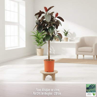 Ficus El Abidjan Stam Pot size 24 Cm Height 120 Rubber plant elastica ...