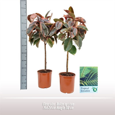 Ficus El Belize Stam, 24cm Pot Size, 110cm Tall, Rubberplant, Indoor ...