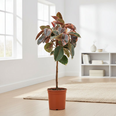 Ficus El Belize Stam Pot size 24 Cm Height 125 rubber plant Indoor ...