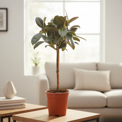 Ficus El Melany Stam Pot size 21 Cm Height 80 Rubber plant Indoor ...
